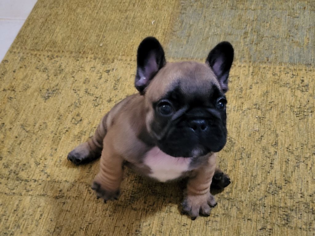 Lil Heartbreaker - Chiot disponible  - Bouledogue français