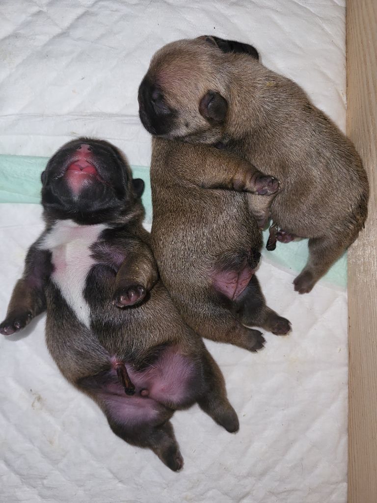 chiot Bouledogue français Lil Heartbreaker